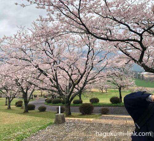 高千穂牧場春の桜並木